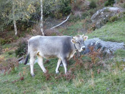 Holiday house Obertalerhof - Environment photo 32