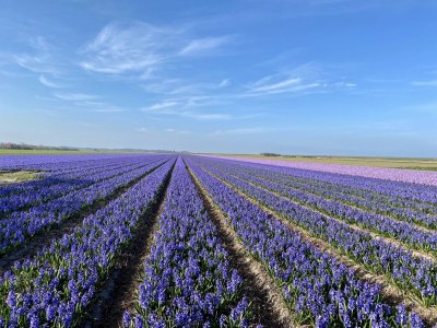 Bungalow Wildrijk 91 - Environment photo 12