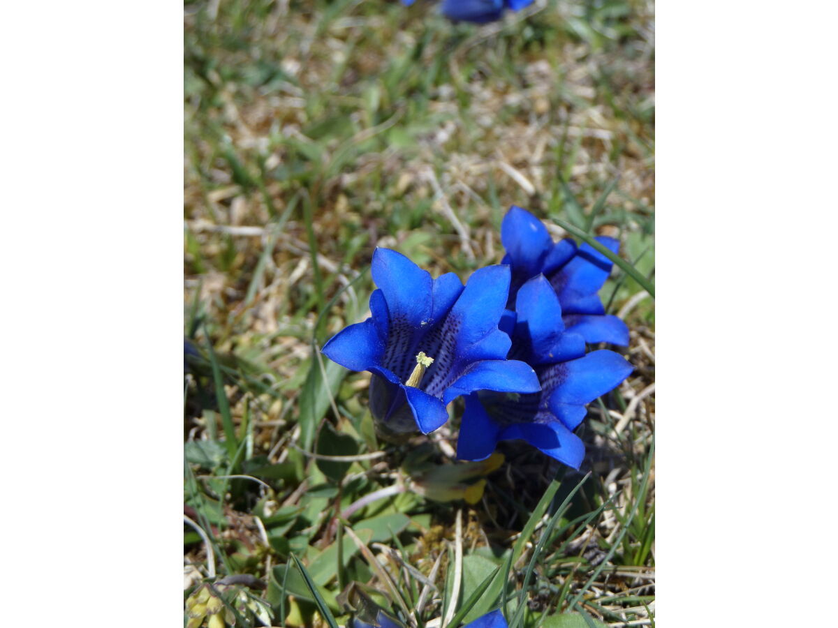 Holiday apartment Wörnle - Outdoor photo 5