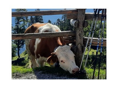 Holiday apartment Wörnle - Environment photo 39