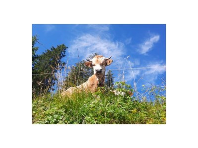 Holiday apartment Wörnle - Environment photo 40