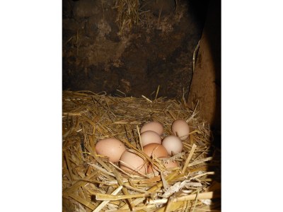 Holiday apartment Brollerhof - Outdoor photo 9