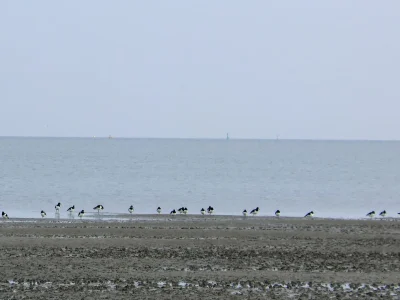 Holiday house am alten Deich - Environment photo 19