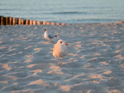 Holiday apartment Hol Wiss - Environment photo 21