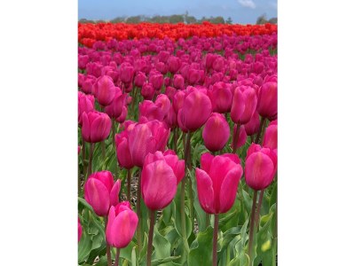 Apartment Duinhof IX E302 - Environment photo 23