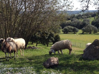 Holiday house Casita Luna - Environment photo 24