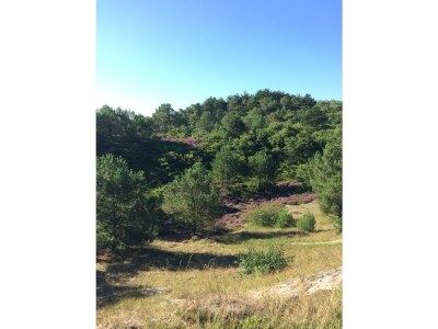 Holiday apartment On the dunes and the North Sea - Environment photo 23