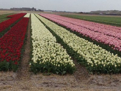 Holiday house Albatros 191 - Environment photo 16