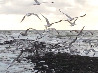 Holiday house Albatros 191 - Environment photo 20