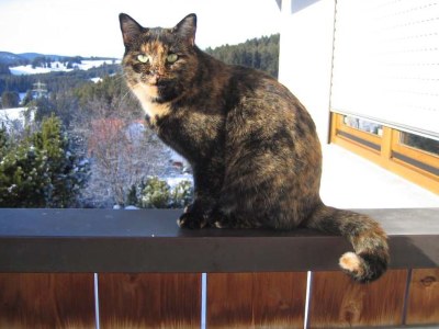 Holiday apartment Haus Sattler, Nonsmokers only - Environment photo 16