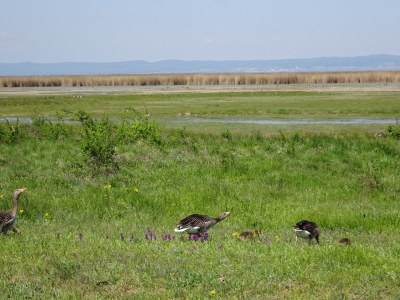 Apartment Studio-Apartment - Environment photo 12