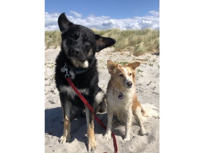 Holiday house Beach house Treibgut new as of 2015 - Environment photo 29