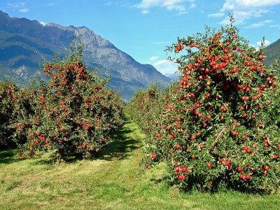 Apartment Primrose - Environment photo 19