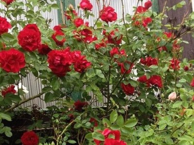 Holiday apartment Alexandra 2 - Outdoor photo 2