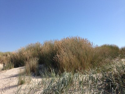 Chalet Zwaan 1179 - Environment photo 15