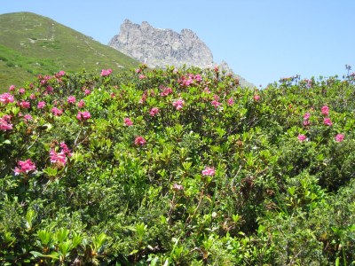 Holiday apartment 1 im Haus Bohemia - Environment photo 21