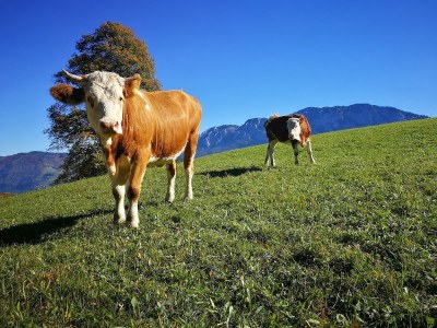 Holiday apartment Mondsee - Environment photo 32