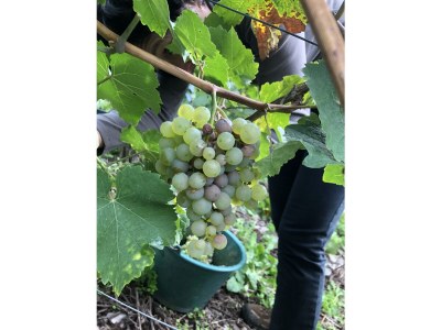 Holiday house Vinum - Environment photo 23