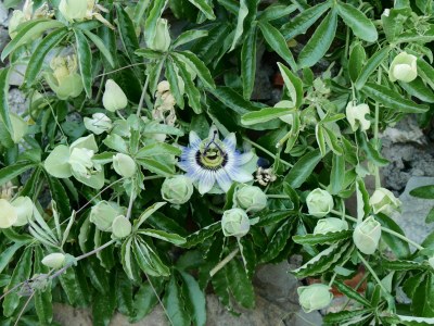 Holiday house La Cinghialina - Outdoor photo 11