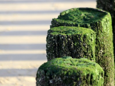 Holiday apartment Prinsepark 1st Floor - Environment photo 23