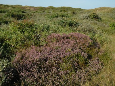 Holiday apartment Residence Pelikaan 144 - Environment photo 18