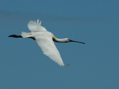 Holiday apartment Residence Pelikaan 144 - Environment photo 19