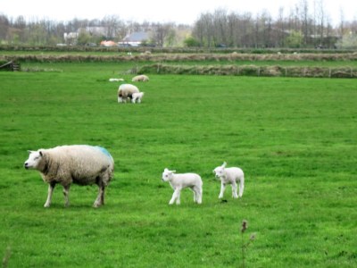 Holiday apartment Residence Pelikaan 144 - Environment photo 22