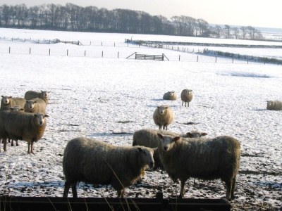 Holiday apartment Residence Pelikaan 144 - Environment photo 23