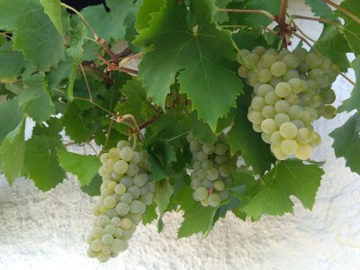 Holiday apartment Alte Schmiede no. 2 - Features photo 21