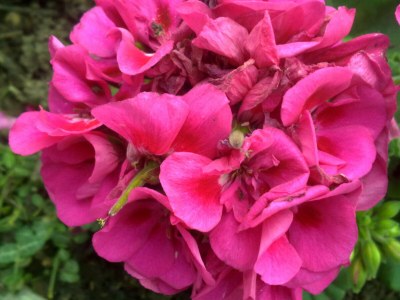 Holiday apartment Vogelparadies - Outdoor photo 8