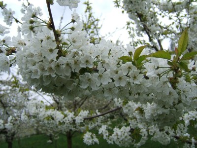 Holiday apartment Vogelparadies - Environment photo 24