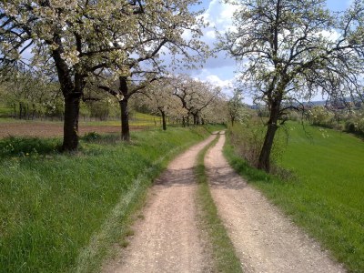 Holiday apartment Vogelparadies - Environment photo 28