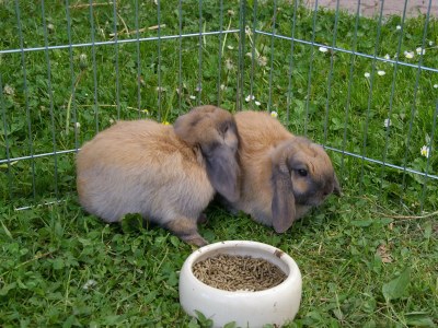 Holiday apartment Panorama - Environment photo 19