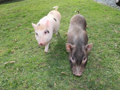 Holiday apartment Wohnung Hecht - Environment photo 22