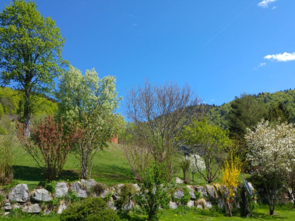 Holiday apartment Waldblick - Outdoor photo 3