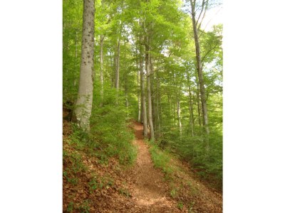 Holiday apartment Waldblick - Environment photo 21