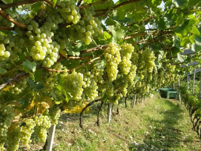 Apartment Kerschbamerhof ****Apartment Vernatsch/Gala - Outdoor photo 6