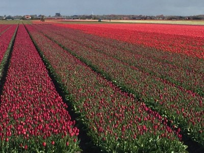 Holiday house Strandoase Julianadorp - Features photo 16