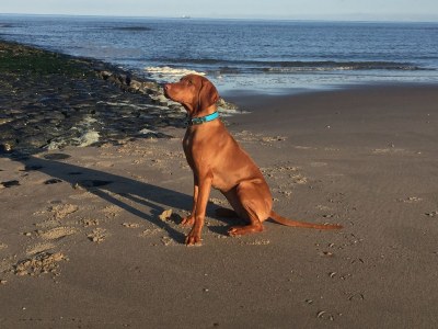 Holiday house Strandoase Julianadorp - Features photo 17