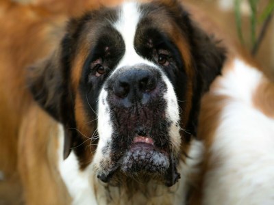 Holiday house Aufenthalt auf dem Land in Andalusien - Outdoor photo 29