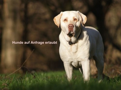 Holiday apartment Apartment REMISE - Features photo 14