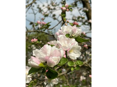 Holiday apartment Vorwerk Biensdorf - Outdoor photo 14