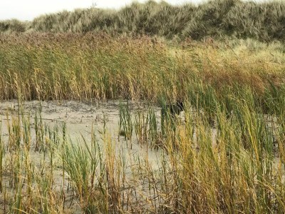 Holiday house 4 Personen Ferienhaus in Læsø-By Traum - Outdoor photo 15