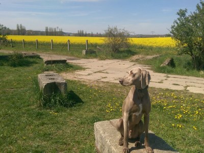 Holiday apartment Heyne - Environment photo 9