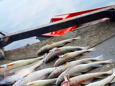 Holiday house 11 Personen Ferienhaus in Syvde - Outdoor photo 27