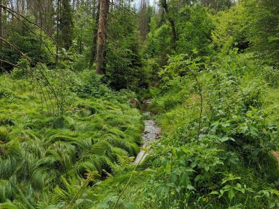 Holiday apartment "Big" at House Kühn - Environment photo 27