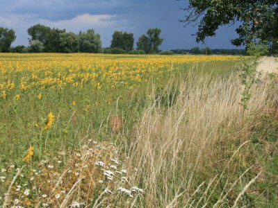 Holiday apartment in Landhaus Arcadia - Environment photo 26