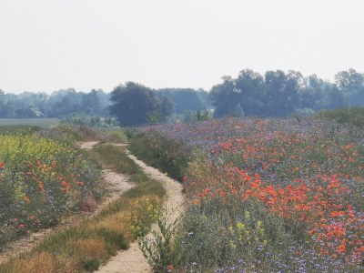 Holiday apartment in Landhaus Arcadia - Environment photo 30
