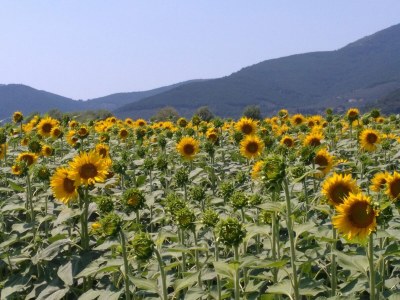Holiday house Villa in Montecarlo with Pool and Scenic Views - Environment photo 30