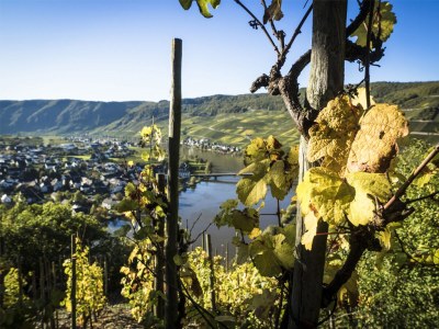 Holiday apartment Hochgewächs (DG) im Weitblick - Environment photo 19